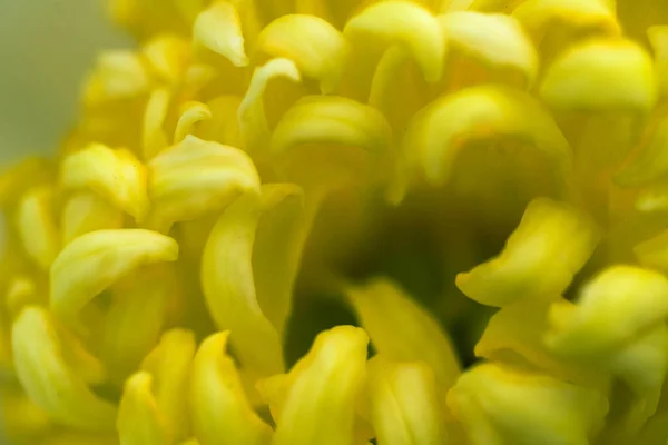 Hermosa Flor Crisantemo Macro Micro — Foto de Stock