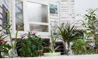 Ahşap ve camdan yapılmış açık renkli bir kafe için dekorasyon.