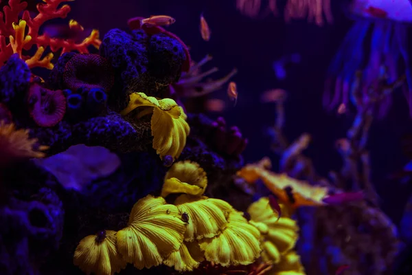魚や海洋生物のいる美しい海洋水族館 — ストック写真