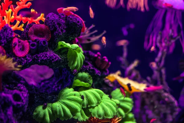 beautiful marine aquarium with fish and marine fauna