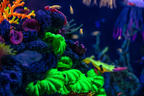 beautiful marine aquarium with fish and marine fauna