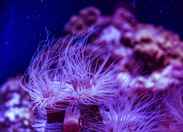 Vackra Marina Akvarium Med Fisk Och Marina Fauna — Stockfoto