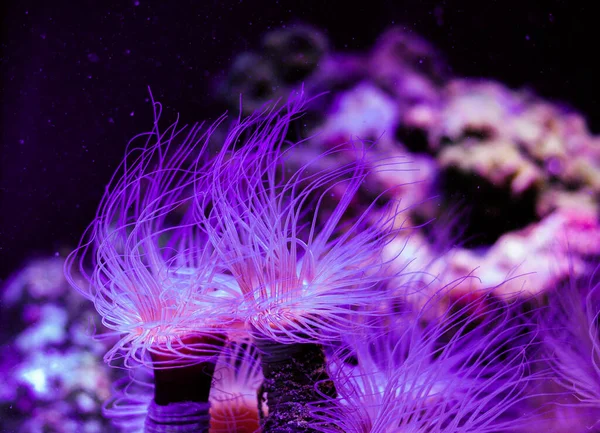 beautiful marine aquarium with fish and marine fauna