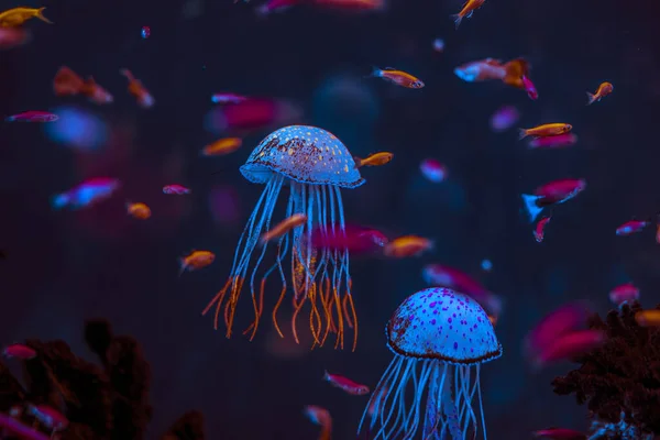 Okyanustan gelen akvaryum denizanaları neon ışıkları altında çok güzeldir.