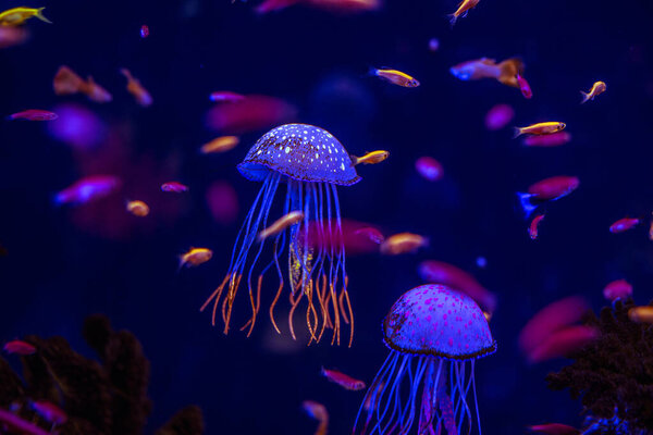 aquarium jellyfish from the ocean are very beautiful in neon glow