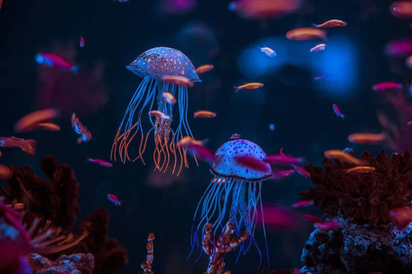 aquarium jellyfish from the ocean are very beautiful in neon glow