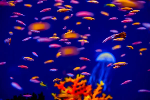 Vacker Akvarium Fisk Neon Glöd — Stockfoto