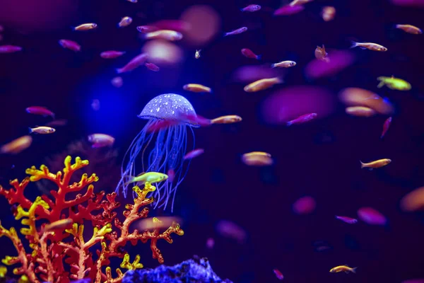 Akvarium Maneter Från Havet Mycket Vackra Neon Glöd — Stockfoto