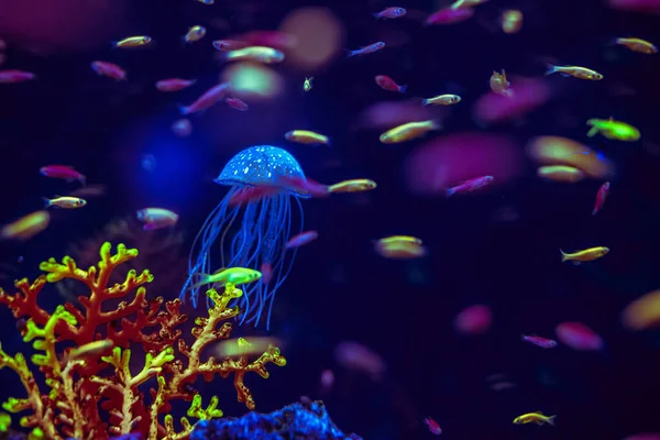 Akvarium Maneter Från Havet Mycket Vackra Neon Glöd — Stockfoto