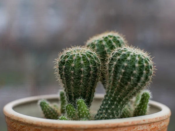 Beaux Cactus Dans Pot Fleurs Dans Lumière Soir — Photo