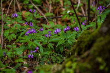 Yosun ve yosun ormanları. Detaylı olarak yeşillik.