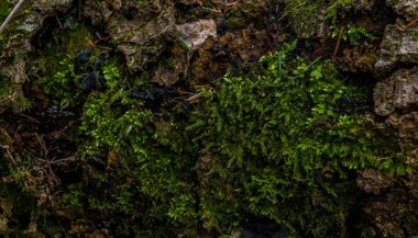 Yosun ve yosun ormanları. Detaylı olarak yeşillik.