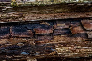 Yosun ve yosun ormanları. Detaylı olarak yeşillik.