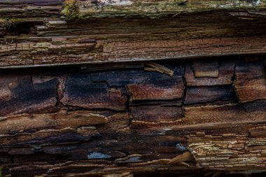 Yosun ve yosun ormanları. Detaylı olarak yeşillik.