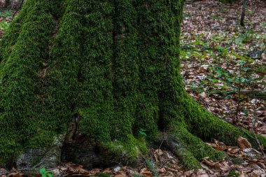Yosun ve yosun ormanları. Detaylı olarak yeşillik.
