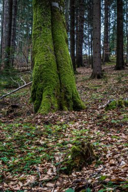 Yosun ve yosun ormanları. Detaylı olarak yeşillik.