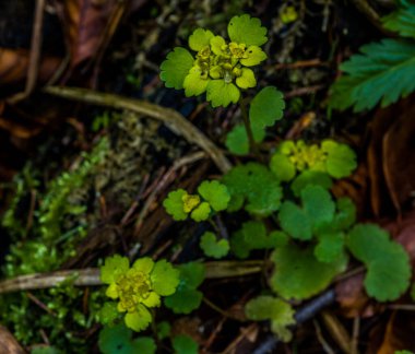 Yosun ve yosun ormanları. Detaylı olarak yeşillik.