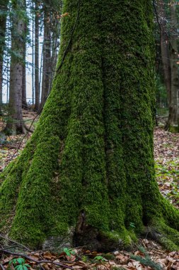 Yosun ve yosun ormanları. Detaylı olarak yeşillik.