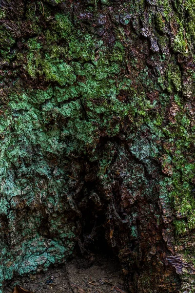 Floresta Selvagem Musgo Musgo Detalhes Monte Vegetação — Fotografia de Stock