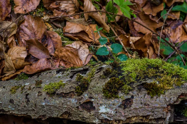 Foresta Selvaggia Muschio Muschio Dettaglio Sacco Verde — Foto Stock