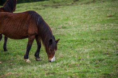 Vahşi doğada güzel atlar