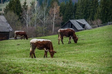 Dağlardaki yeşil çimenlikte inekler