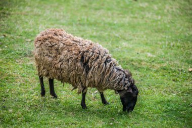 Dağ keçileri, koyunlar ve keçiler dağlardaki yeşillikler arasında koşuyorlar.