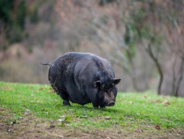 Dağlardaki yeşil çimenlikteki büyük siyah domuzlar.