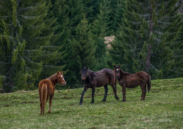 beautiful horses in the wild