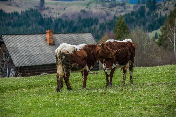 Koeien Een Groen Grasveld Bergen — Stockfoto