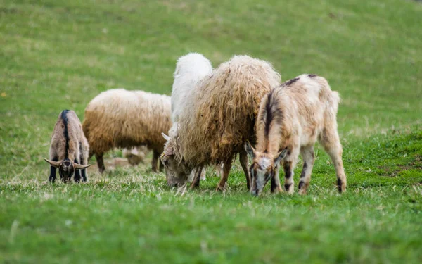 Гірські Кози Вівці Кози Пробігають Крізь Зелень Горах — стокове фото