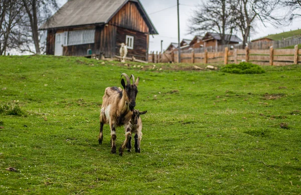 mountain goats and sheep and goats running through the greenery in the mountains