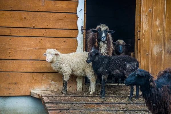 Berggeiten Schapen Geiten Die Door Het Groen Bergen Lopen — Stockfoto