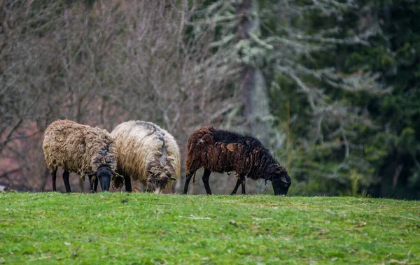 Kozy Górskie Owce Kozy Biegające Przez Zieleń Górach — Zdjęcie stockowe
