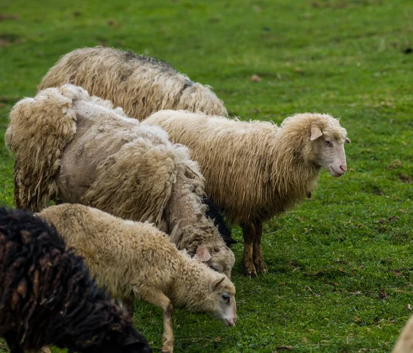 Bergsgetter Och Får Och Getter Som Rinner Genom Grönskan Bergen — Stockfoto