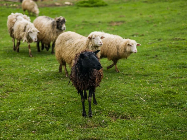 Cabras Montaña Ovejas Cabras Corriendo Través Vegetación Las Montañas — Foto de Stock