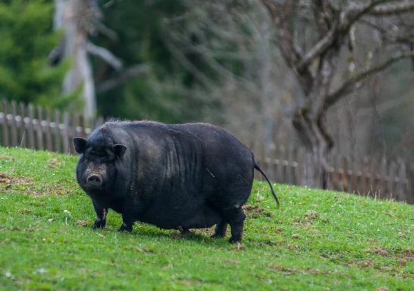 Gran Raza Negra Cerdos Césped Verde Las Montañas — Foto de Stock