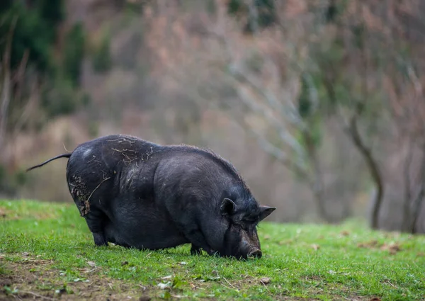 Gran Raza Negra Cerdos Césped Verde Las Montañas — Foto de Stock