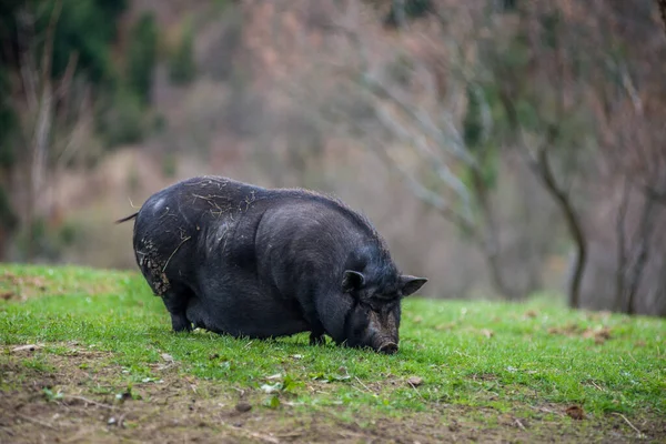 Gran Raza Negra Cerdos Césped Verde Las Montañas — Foto de Stock