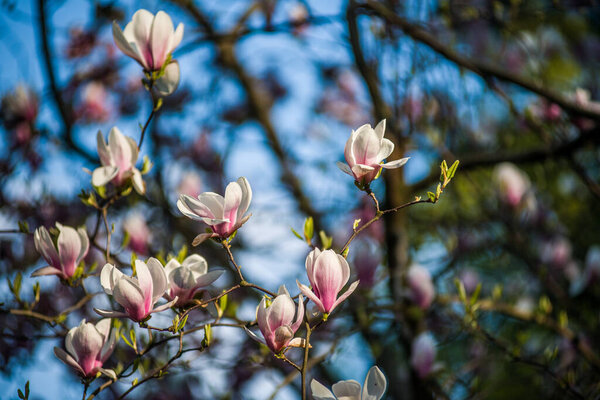 Черновицкий национальный университет с очень красивой архитектурой
