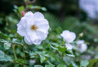 Yabani çiçekler farklı renklerden çok güzeldir.
