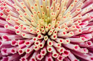 Çok güzel kasımpatılar farklı renklerde bir makro üzerinde çekiliyor.