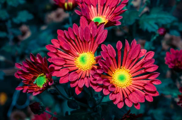 Very Beautiful Chrysanthemums Shot Macro Different Colors — Stock Photo, Image