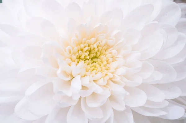 Sehr Schöne Chrysanthemen Aufgenommen Auf Einem Makro Verschiedenen Farben — Stockfoto