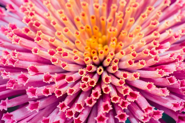 Sehr Schöne Chrysanthemen Aufgenommen Auf Einem Makro Verschiedenen Farben — Stockfoto