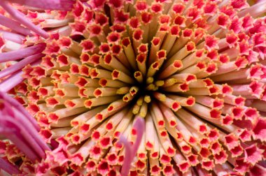 Çok güzel kasımpatılar farklı renklerde bir makro üzerinde çekiliyor.