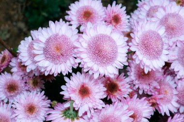 Çok güzel kasımpatılar farklı renklerde bir makro üzerinde çekiliyor.