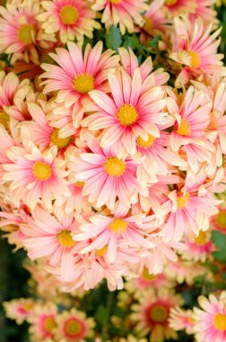 Çok güzel kasımpatılar farklı renklerde bir makro üzerinde çekiliyor.