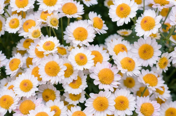 Très Beaux Chrysanthèmes Tournés Sur Une Macro Différentes Couleurs — Photo