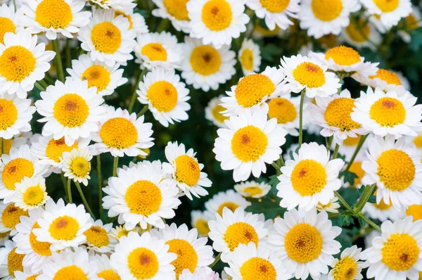異なる色のマクロで撮影された非常に美しい菊 — ストック写真